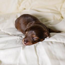 Bear - Dachshund puppy from Maitime Dachshund