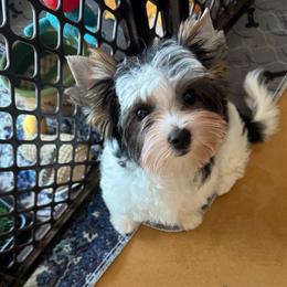 Booker - Black tan and white male Biewer Terrier puppy in Tucson, Arizona from Great Scotts Biewers