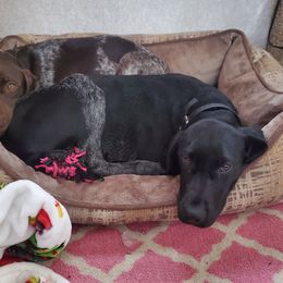 Mimi - German Shorthaired Pointer