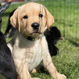 Labrador Retrievers from Green Mountain Labradors