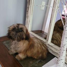 Gracie Mayy - Shih Tzu