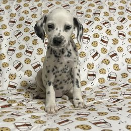 Smarties- Light Pink - White and black female Dalmatian puppy in Claremore, Oklahoma from Lotsofdots Dalmatians