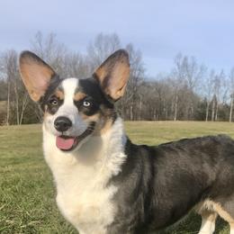 Willow - American Corgi
