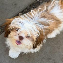 Freddy - Gold and white male Shih Tzu puppy in Victorville, California from RUMBLE n TUMBLE