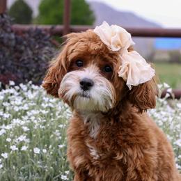 Bree - Cavapoo