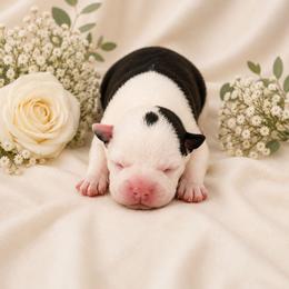 Black and white girl - Black and white female Boston Terrier puppy in San Antonio, Texas from JT Bostons