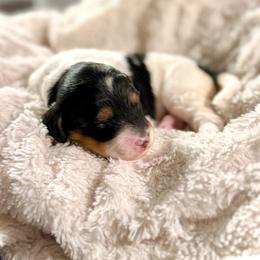Girl 1 - Tri-color female Bernedoodle puppy in Salt Lake County, Utah from Coco Avenue Pups