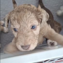 Aussiedoodle and Miniature Australian Shepherd Puppies from Aussies Acre