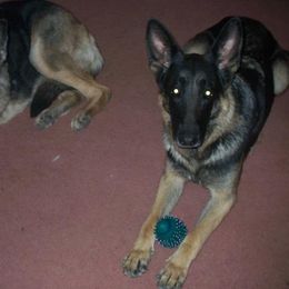 German Shepherd Puppies from Brandiwyne's German Shepherds