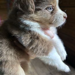 Fireworks - Red tri female Miniature Australian Shepherd puppy in Greenboro, North Carolina from Rustlingrass Miniature American Shepherds