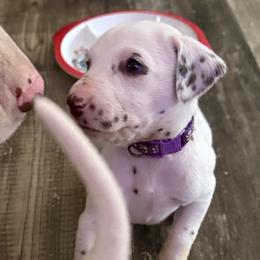 Lavender - White and liver brown female Dalmatian puppy in Hastings, Florida from Love My Spotty Dalmatians