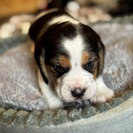 Blue Boy - Black white and tan male Beagle puppy in Viper, Kentucky from Mountain Top