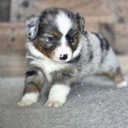 A - Blue merle male Miniature Australian Shepherd puppy in Killen, Alabama from Wilkers Wholehearted Mini Aussies