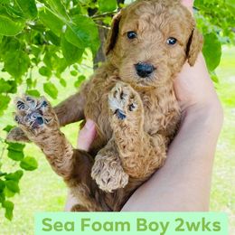 Goldendoodle Puppies from Doodle Tree