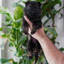 Cali - Sable female German Shepherd puppy in Coarsegold, California from Yosemite Shepherds
