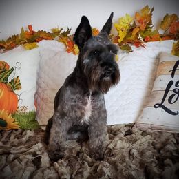 Sadie - Miniature Schnauzer