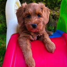 Tuffnut - Red  male Goldendoodle puppy in Minneapolis, Minnesota from The Golden Roo
