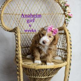 Anaheim (purple collar) girl - Apricot female Goldendoodle puppy in Corona, California from Fluffy Puppy Mini Doodles LLC