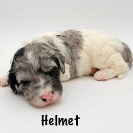 Helmet - Merle male Goldendoodle puppy in Milford, Pennsylvania from Doodles Are Golden