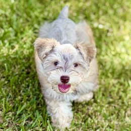 Kai - Miniature Schnauzer