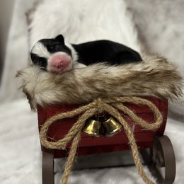 Border Collie Puppies from Apex Border Collies