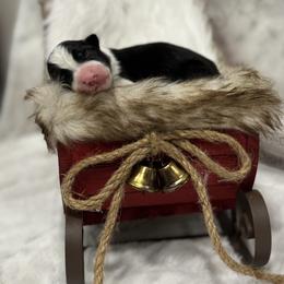 Border Collie Puppies from Apex Border Collies