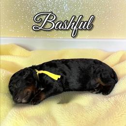 Bashful - Phantom male Poodle puppy in Pink Hill, North Carolina from Boodle's Standard Poodles