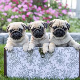 Pug puppies from FurEver Canine