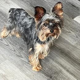 Lexus - Yorkshire Terrier