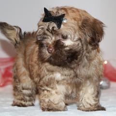 French Bulldog and Russian Tsvetnaya Bolonka Puppies from Must Be Frenchies & Crown Of Curls