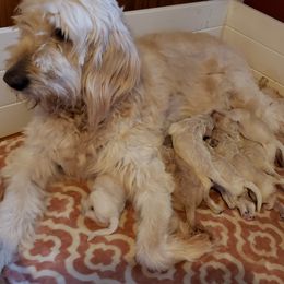 Goldendoodle Puppies from Toneytails Doodles