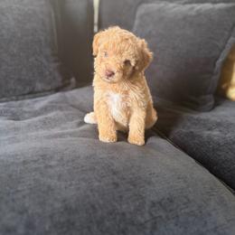 Truffle - Apricot male Poodle puppy in Kissimmee, Florida from Unique Poodles