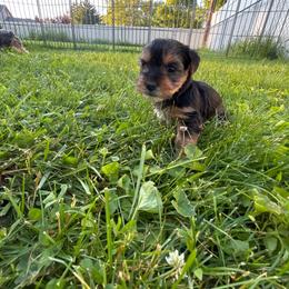Girl 4 - Blue and gold female Yorkshire Terrier puppy in Marion, Indiana from Brandon's Yorkshire Terriers