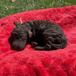 Muffin - Green Collar - Brown male Poodle puppy in Hesperia, California from HD Poodles