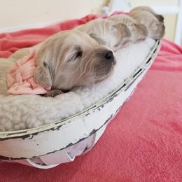 Cavalier King Charles Spaniel and Golden Retriever Puppies from SelahGold