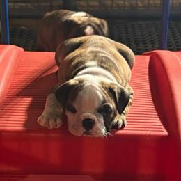 Bill Anderson - Brown Collar - Red brindle and white male Bulldog puppy in Krum, Texas from K & K Little Blessings