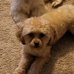 Shih Tzus from Michelle Kunzler's Shih Tzu