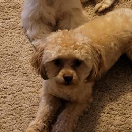 Shih Tzus from Michelle Kunzler's Shih Tzu