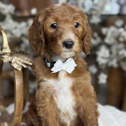 Spoon- Gray boy - Red  male Goldendoodle puppy in Yuciapa, California from AlltheDoodlez_