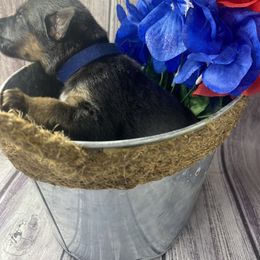 German Shepherd Puppies from Di casa Esperanza