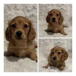 Enzo - Cream male Dachshund puppy in Chehalis, Washington from McJazzin Doxies
