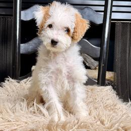 Biscuit - Yellow and white female Bernedoodle puppy in Tyner, Kentucky from Good Dog Doodles