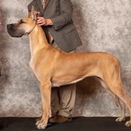 Great Danes and Portuguese Podengo Pequenos from GrinerDanes