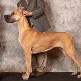 Great Danes and Portuguese Podengo Pequenos from GrinerDanes