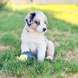 Belle - Blue merle female Australian Shepherd puppy in Vernal, Utah from Dancing M Australian Shepherds