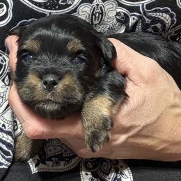 Male 2 - Black and tan male Havanese puppy in Congerville, Illinois from Happy Go Lucky Havanese