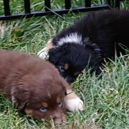Australian Shepherd Puppies from Red Five Kennels