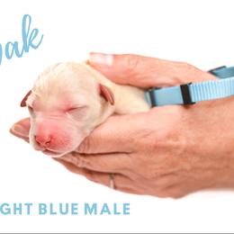 Labrador Retriever Puppies from AGL Retrievers