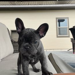 Cardi B - French Bulldog puppy from Wasia’s Frenchies