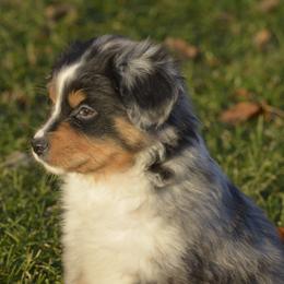 Border Collie, English Setter, and Miniature American Shepherd Puppies from First Harmony Farms